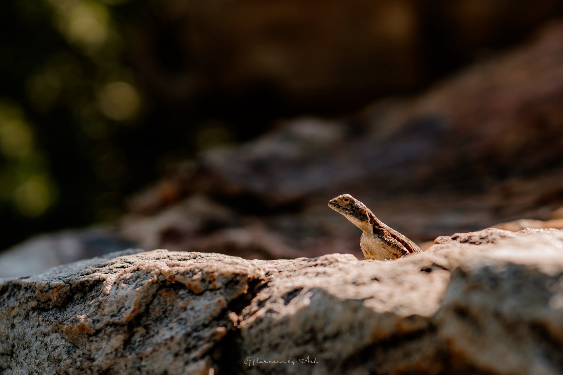 Lizard sunning itself on a rock at golden hour