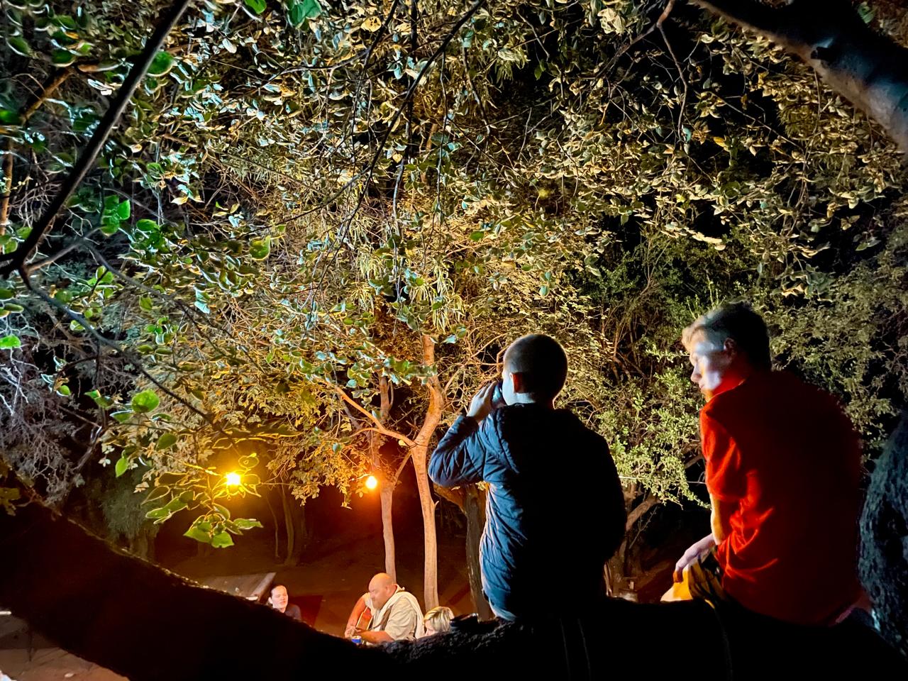 Trees lit at night